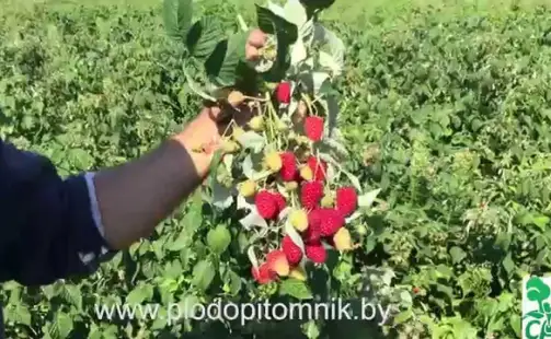 Превью видео