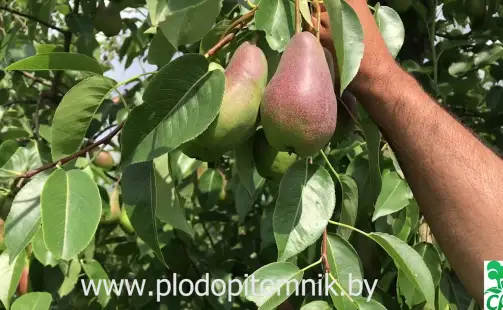 Превью видео