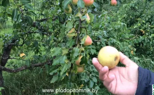 Превью видео