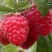 Малина ПИНГВИН в Смоленске