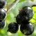 Смородина чёрная ЦЕРЕРА в Смоленске