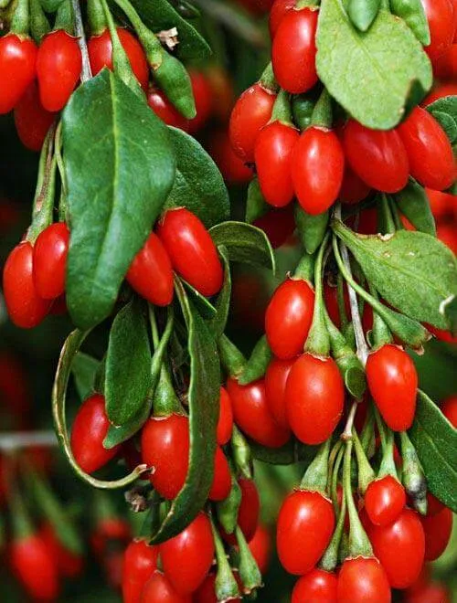 Ягоды годжи Ягоды годжи