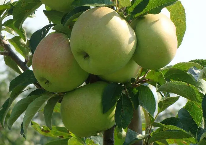 Саженцы колонновидных яблонь