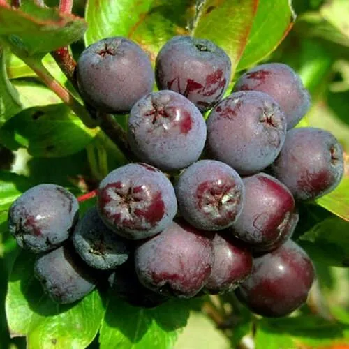 Рябина ЛИКЁРНАЯ сладкоплодная  Рябина ЛИКЁРНАЯ сладкоплодная в Смоленске