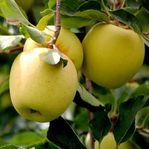 Яблоня ГОЛДЕН ВЛАДИМИРСКИЙ  Яблоня ГОЛДЕН ВЛАДИМИРСКИЙ в Смоленске