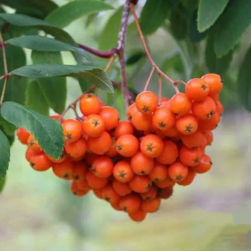 Рябина ВЕФЕД сладкоплодная  Рябина ВЕФЕД сладкоплодная в Смоленске