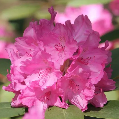 Рододендрон ЛУМИНА в Смоленске