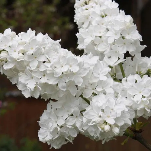 Сирень ФЛОРА в Смоленске