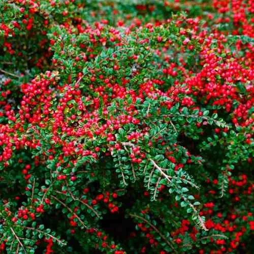 Кизильник горизонтальный  Кизильник горизонтальный в Смоленске