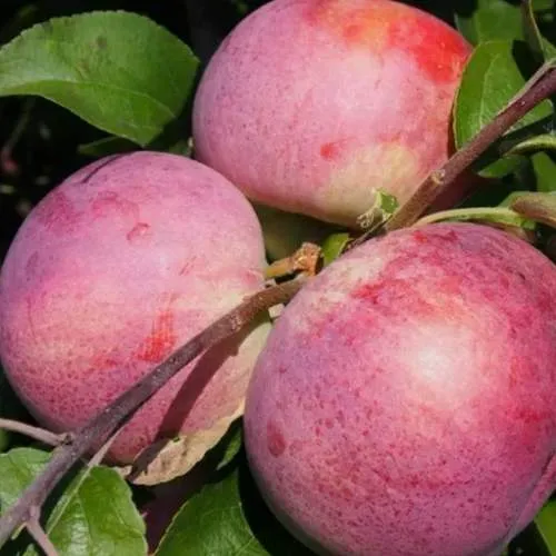 Яблоня БЕЛОРУССКОЕ МАЛИНОВОЕ  Яблоня БЕЛОРУССКОЕ МАЛИНОВОЕ в Смоленске