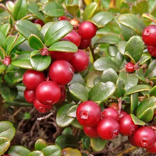 Брусника садовая АМЕРЛАНД  Брусника садовая АМЕРЛАНД в Смоленске