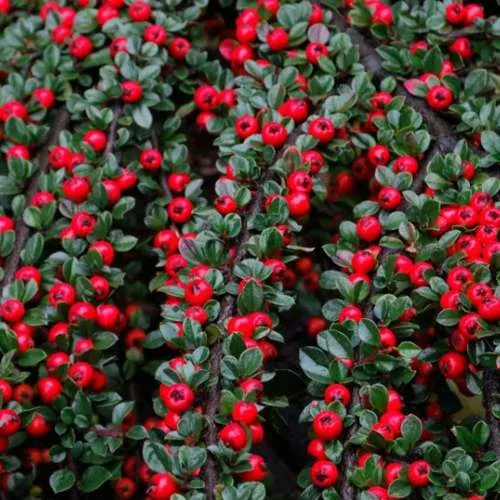 саженцы кизильника саженцы кизильника