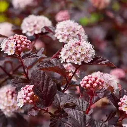 Пузыреплодник АНДРЕ   Пузыреплодник АНДРЕ  в Смоленске