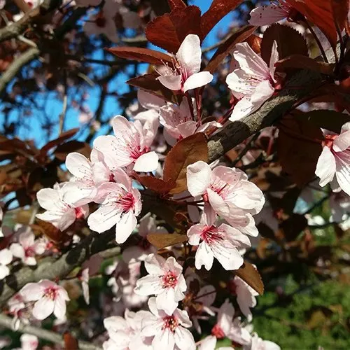 Слива ВУДИ растопыренная  Слива ВУДИ растопыренная в Смоленске