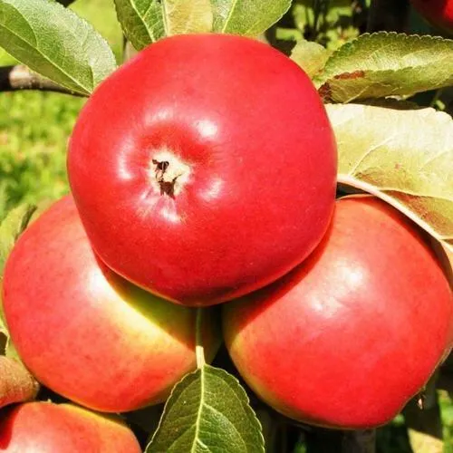 Яблоня СЯБРЫНА  Яблоня СЯБРЫНА в Смоленске