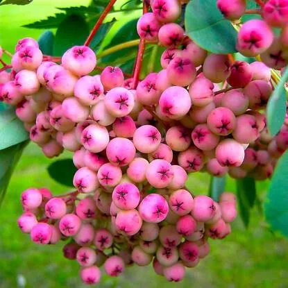 Рябина ПИНК сладкоплодная  Рябина ПИНК сладкоплодная в Смоленске