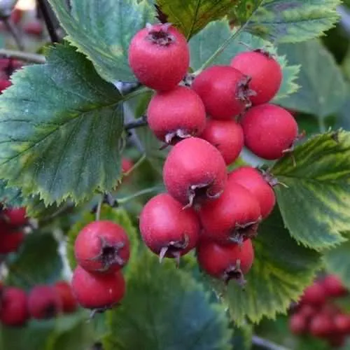 Боярышник АРНОЛЬДА  Боярышник АРНОЛЬДА в Смоленске
