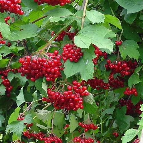 Калина КОМПАКТУМ  Калина КОМПАКТУМ в Смоленске