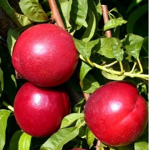 Нектарин ХАРКО  Нектарин ХАРКО в Смоленске