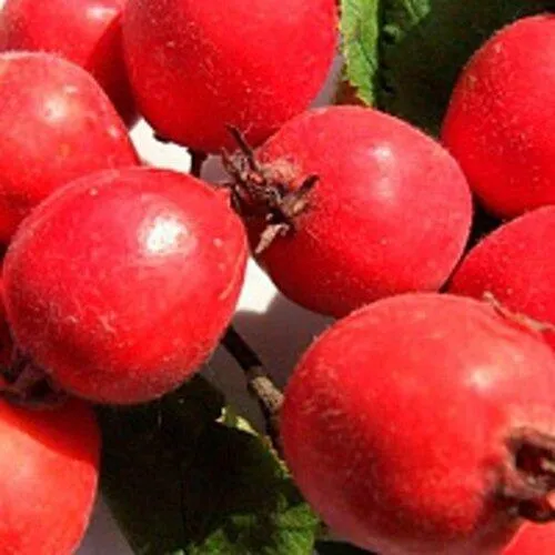 Боярышник КРУПНОПЛОДНЫЙ  Боярышник КРУПНОПЛОДНЫЙ в Смоленске