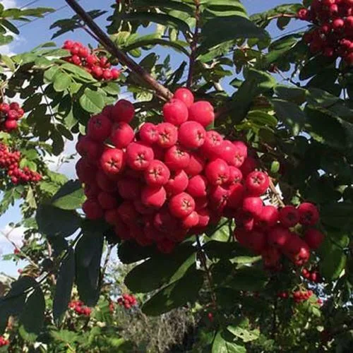 Рябина МОРАВСКАЯ сладкоплодная  Рябина МОРАВСКАЯ сладкоплодная в Смоленске