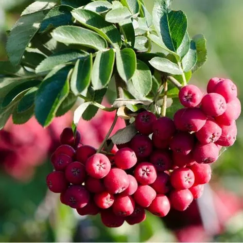 Саженцы рябины Титан Саженцы рябины Титан