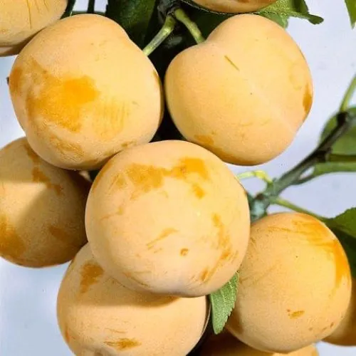 Слива РЕНКЛОД ранний  Слива РЕНКЛОД ранний в Смоленске