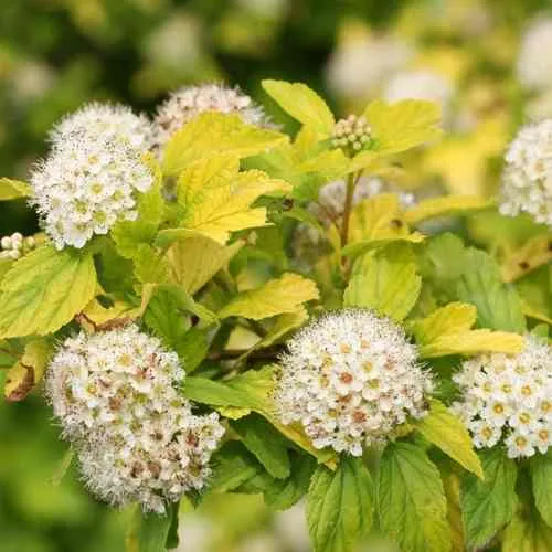 Пузыреплодник АНГЕЛ ГОЛД  Пузыреплодник АНГЕЛ ГОЛД в Смоленске