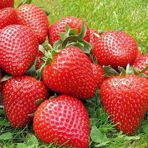 Клубника ЭЛИАНЕ в Смоленске