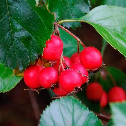 Боярышник ЛЮДМИЛ  Боярышник ЛЮДМИЛ в Смоленске