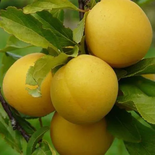 Слива СОЛНЫШКО  Слива СОЛНЫШКО в Смоленске