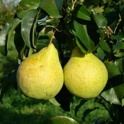 Саженцы груши Просто Мария