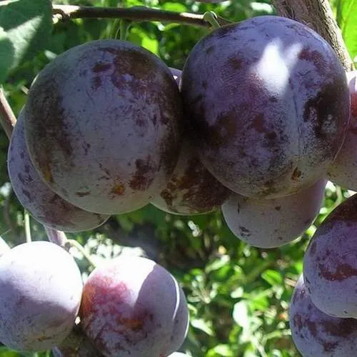 Слива РЕНКЛОД ХАРИТОНОВОЙ  Слива РЕНКЛОД ХАРИТОНОВОЙ в Смоленске