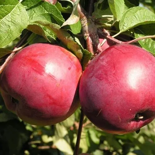 Яблоня ДАРУНАК  Яблоня ДАРУНАК в Смоленске