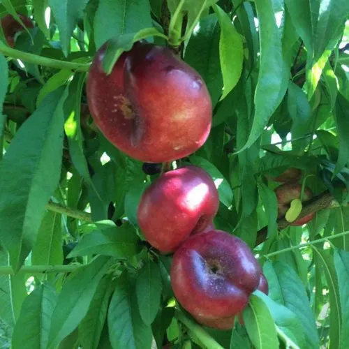 Нектарин ДОНАТ ИНЖИРНЫЙ  Нектарин ДОНАТ ИНЖИРНЫЙ в Смоленске