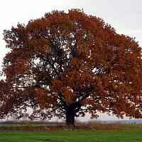 Дуб скальный  Дуб скальный в Смоленске