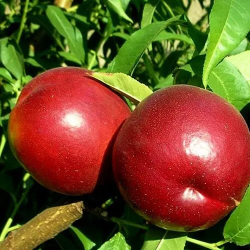 Нектарин НЕКТАРЕД-4 Нектарин НЕКТАРЕД-4