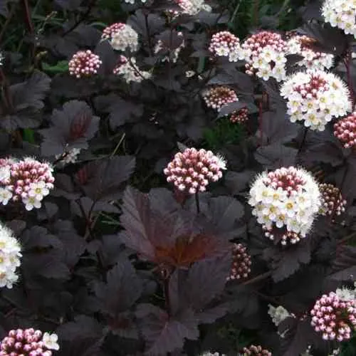 Пузыреплодник ДИАБЛО  Пузыреплодник ДИАБЛО в Смоленске