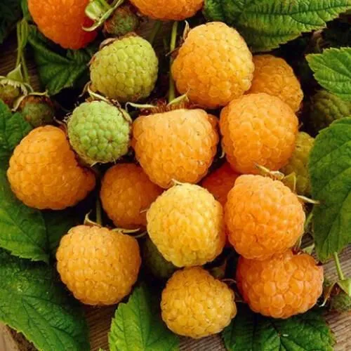 Саженцы малины Жёлтый гигант Саженцы малины Жёлтый гигант