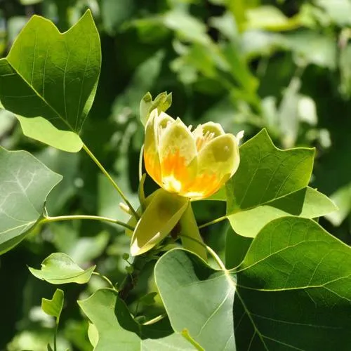 ЛИРИОДЕНДРОН тюльпанный  ЛИРИОДЕНДРОН тюльпанный в Смоленске