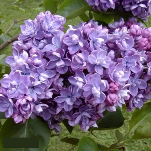 Сирень АМИ ШОТТ в Смоленске