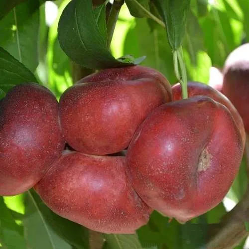 саженцы нектарина саженцы нектарина