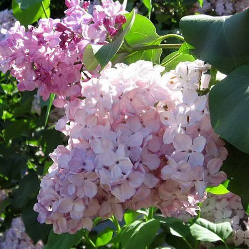 Сирень ГОРТЕНЗИЯ в Смоленске