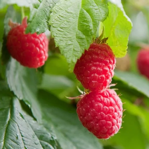 Малина МАРАВИЛЛА  Малина МАРАВИЛЛА в Смоленске