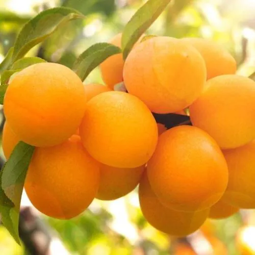 Слива МАРА  Слива МАРА в Смоленске