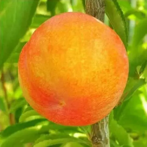 Шарафуга БЕЛЛА ГОЛД  Шарафуга БЕЛЛА ГОЛД в Смоленске