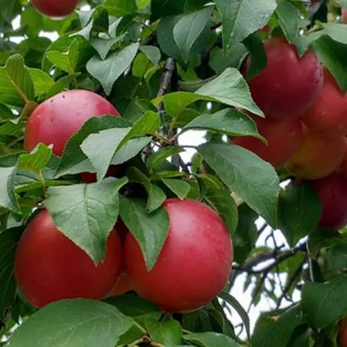 Плумкот БИРИКОККОЛО ГИГАНТЕ ДИ БУДРИО  Плумкот БИРИКОККОЛО ГИГАНТЕ ДИ БУДРИО в Смоленске