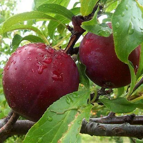 Слива КЛЕОПАТРА  Слива КЛЕОПАТРА в Смоленске