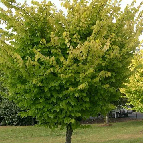 Вяз обыкновенный  Вяз обыкновенный в Смоленске