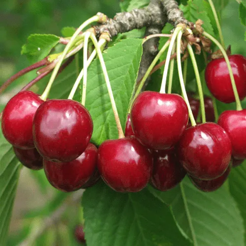 Черешня ГРОНКОВАЯ  Черешня ГРОНКОВАЯ в Смоленске
